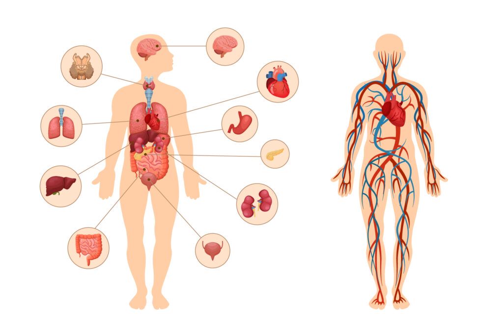 Schemat przedstawiający ciało ludzkie i różne organy