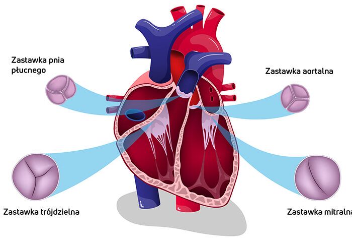 Ilustracja zastawek serca