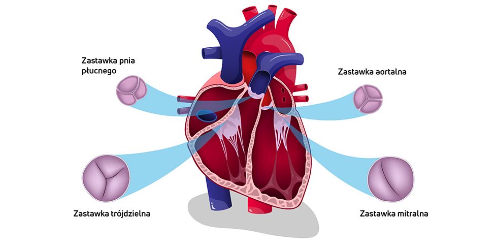 Ilustracja zastawek serca